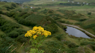 山间黄花伴绿水美景