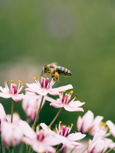 蜜蜂采蜜于粉嫩花朵间