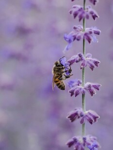 蜜蜂停驻紫色花卉间