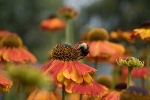 蜜蜂采蜜于绚烂黑心菊