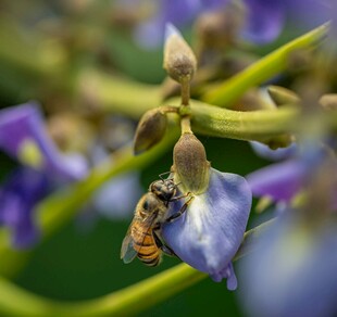 蜜蜂停驻紫色花朵上