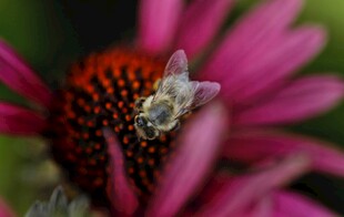 蜜蜂停留在紫锥花上
