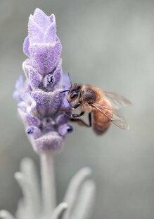 蜜蜂采蜜于紫色薰衣草