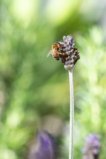 蜜蜂停留在紫色薰衣草花上