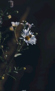 白色雏菊特写