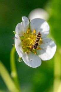 蜜蜂采蜜于白色小花间