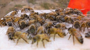 一群蜜蜂聚集在白色物体上