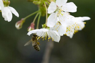 蜜蜂采樱