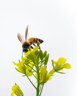 蜜蜂采蜜于黄色小花间