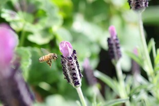 蜜蜂采蜜于紫色薰衣草