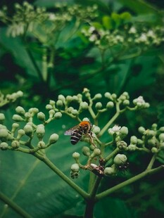 绿叶间的蜜蜂与白色小花