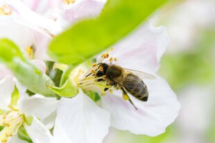 蜜蜂采蜜于洁白花朵间