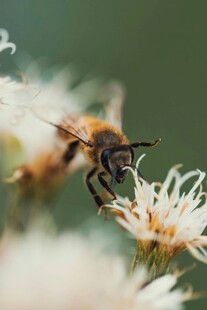 蜜蜂采蜜于白色花朵间