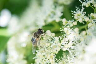 蜜蜂采蜜于白色花丛间