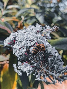 霜花上的蜜蜂
