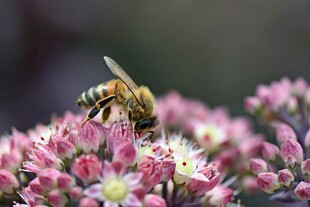 蜜蜂采蜜于粉色花丛中