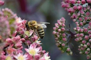 蜜蜂采蜜于绚烂花丛中