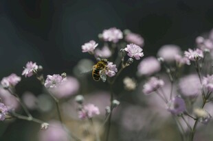 花间蜜蜂采蜜的美丽瞬间