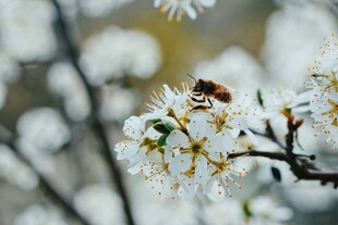 蜜蜂采蜜于繁花枝头