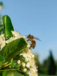 蜜蜂采蜜于白色花丛间