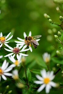 蜜蜂于小白花上采蜜
