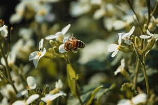 蜜蜂花间采蜜图