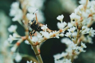 蜜蜂停留在白色小花上