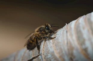 蜜蜂停歇在波纹状物体上