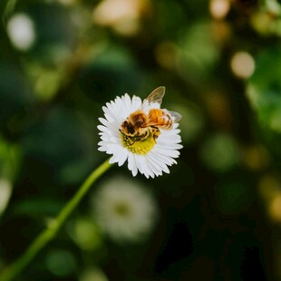蜜蜂停留在白色小花上