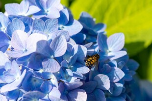 蓝绣球花间的小蜜蜂