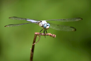 停在枝上的蓝蜻蜓