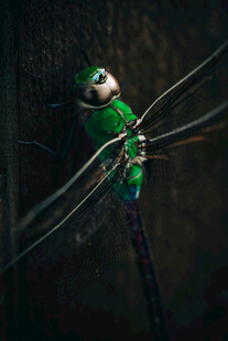 翠绿蜻蜓停于枝上