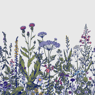 紫色花卉丛插画