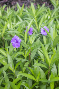 蓝花草紫色小花绽放于绿叶间