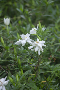 栀子花白色小花绽放于绿叶间