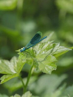 绿叶上的蓝色豆娘