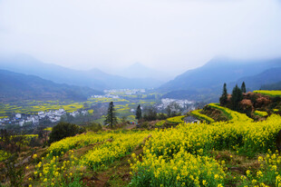 春日山间油菜花盛放美景