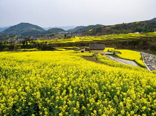 春日油菜花海田园风光