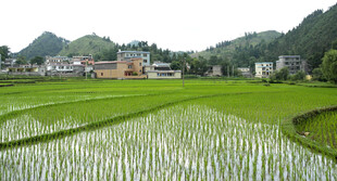 乡村稻田风光美景