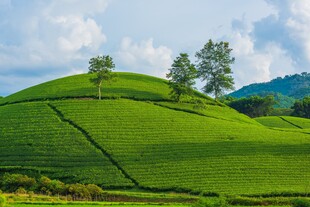 翠绿山丘上的孤独树木
