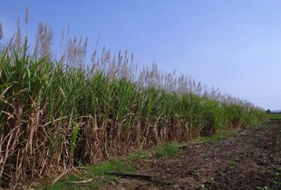 高粱地