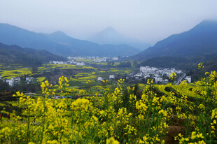 山间油菜花田美丽景致