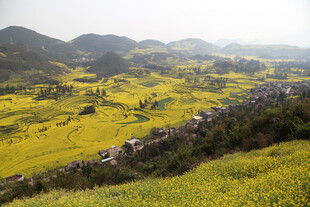 金黄油菜花海与远山美景
