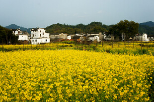 春日油菜田与村落美景