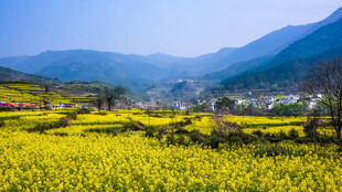 春日山间油菜花海美景