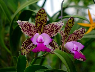 斑点兰花