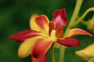 红黄相间的美丽百合花