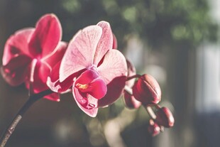 红蝴蝶兰