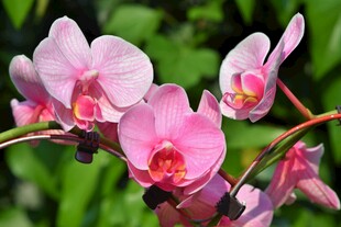 粉色蝴蝶兰