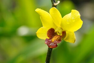 黄色兰花